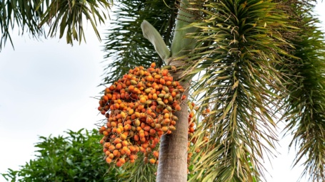 Frutti palma