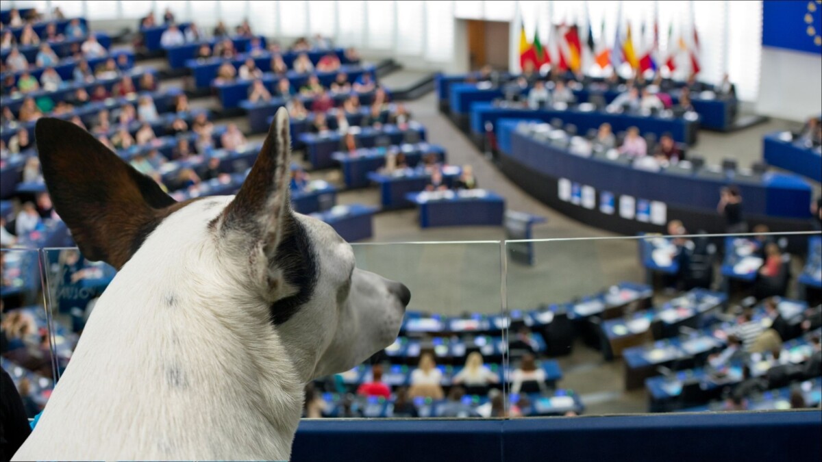 Commissario europeo per il benessere animale(1)
