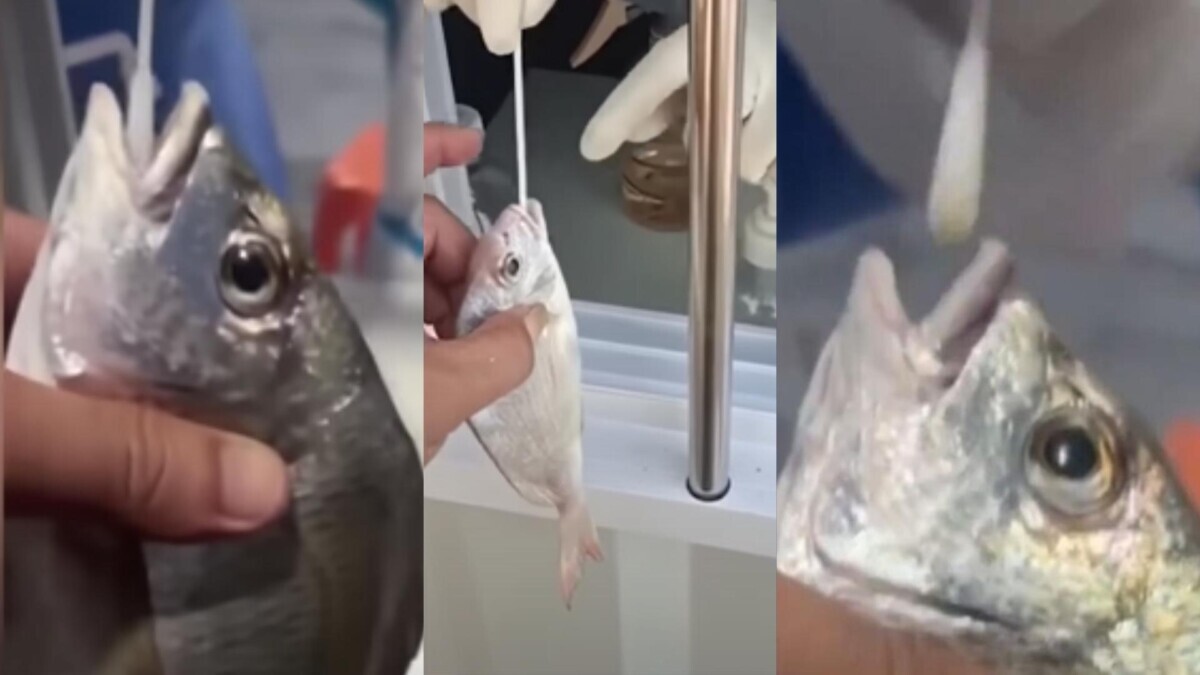 Epidemia di tamponi: ora fanno i test Covid pure ai pesci
