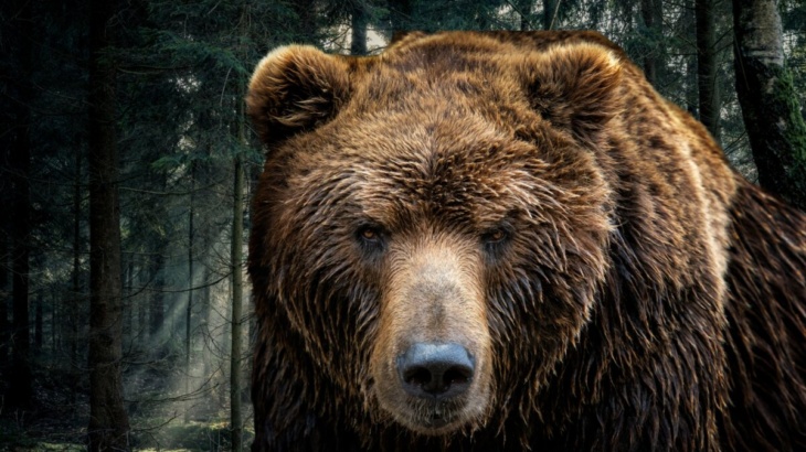 Jj4 catturato orso Trentino Andrea Papi