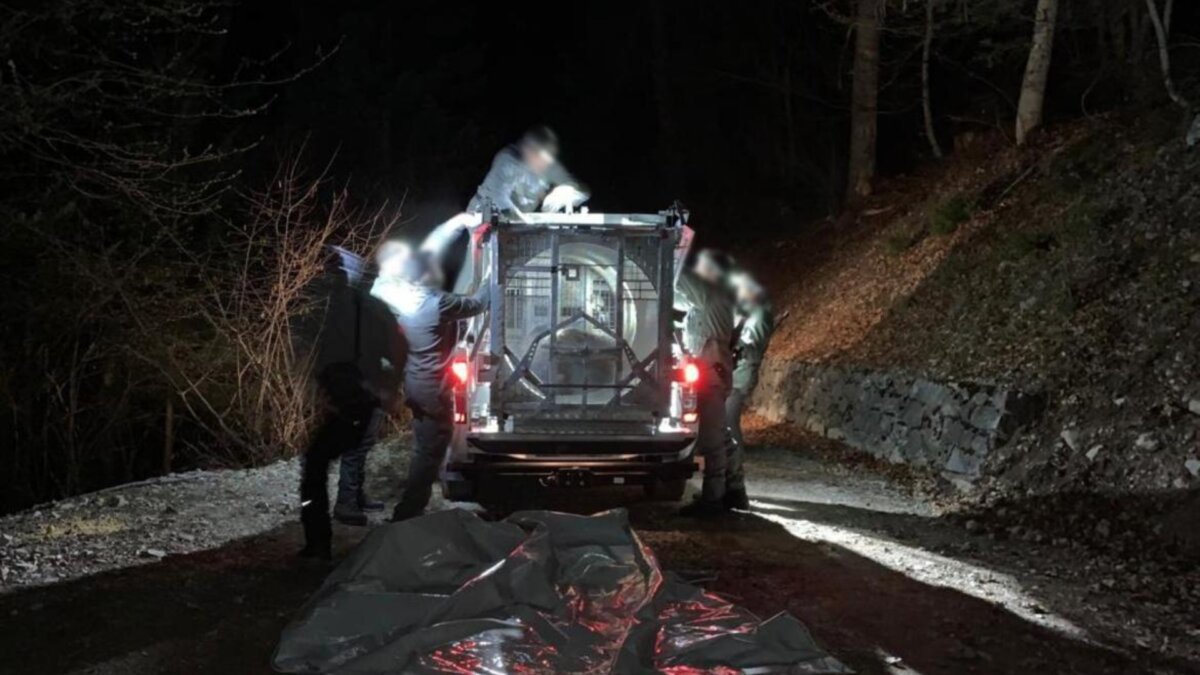 Orso e apiari