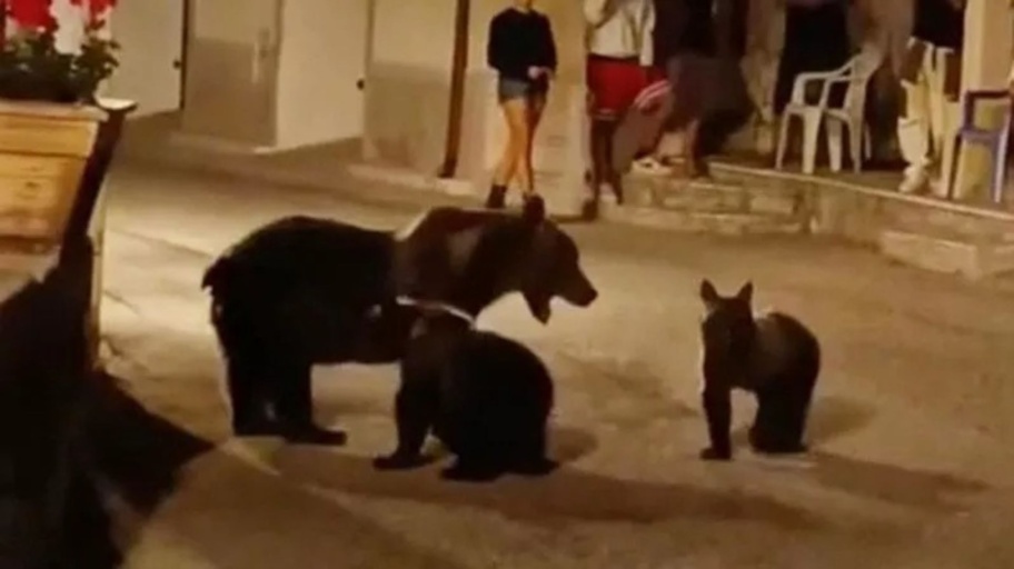 orso ucciso