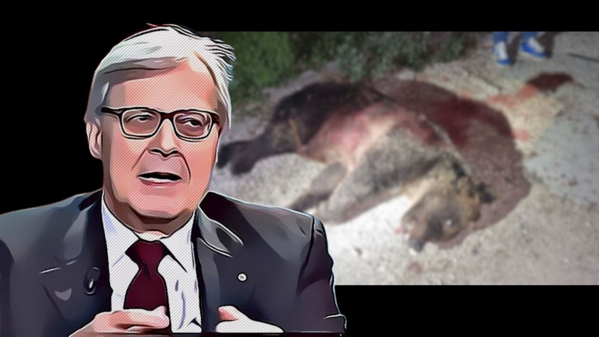 sgarbi orso ucciso