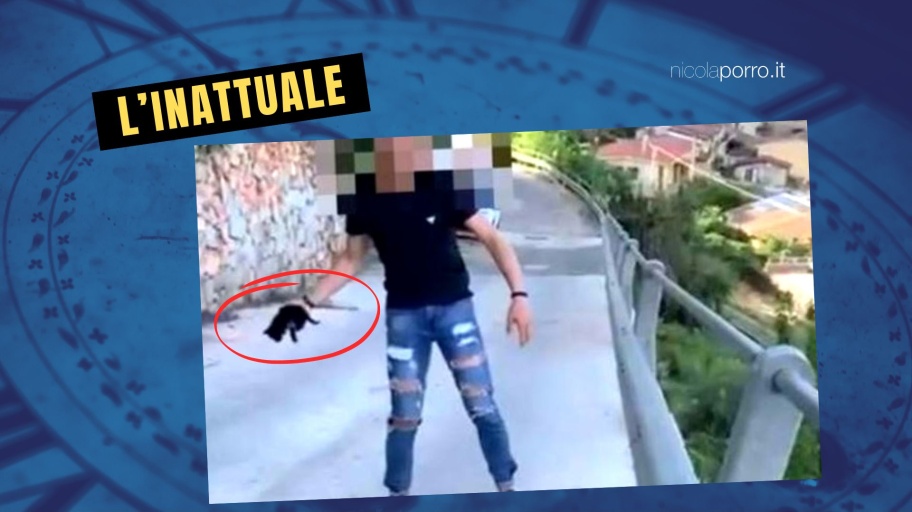 ragazzo getta gatto