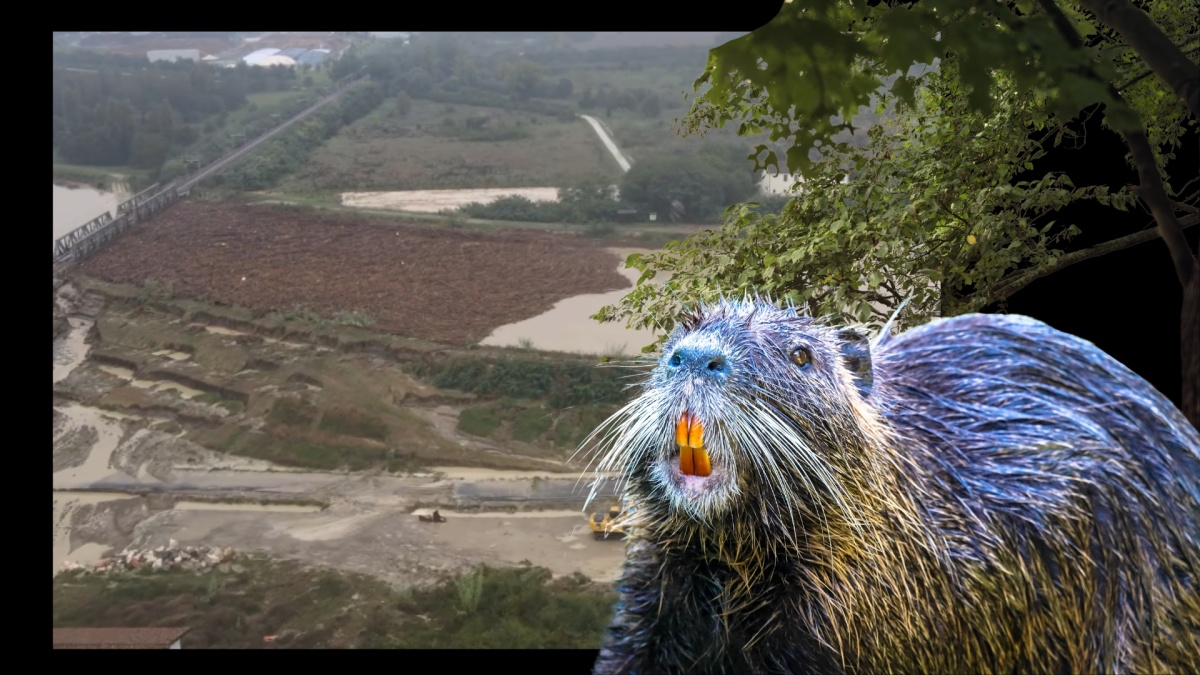 nutria alberi