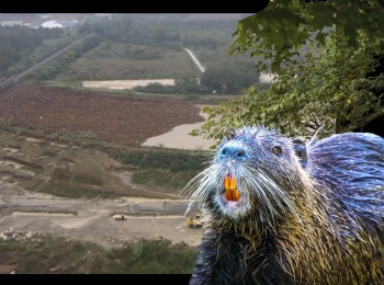 nutria alberi