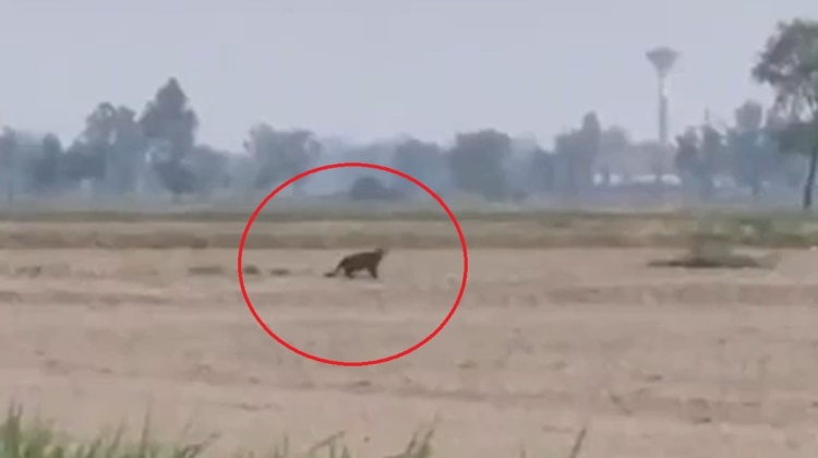 Una pantera nelle campagne di Gaggiano? Il video virale e la “caccia” al felino